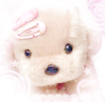 strawberrypup ୨୧