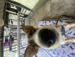 Niko is my dog