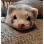 FERRET CLU8