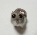 HAMMY FRIENDS GROUP