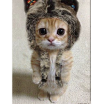 KittySquadYT