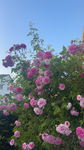 Lena_gurke