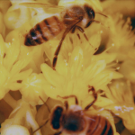 Honey Bees. <3