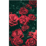 Red Rose's Glow