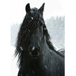 * ~ . Black Stard Riding . ~ *