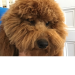 The Widget Dog Union