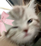 only for catss