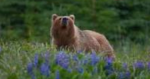 Bears are beautiful creatures