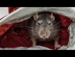 Rattus Umidus Ex Inferno