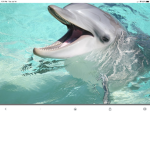 Dolphinmates