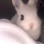 hostiIe Group Thumbnail