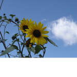 Bright Blooming Flowers