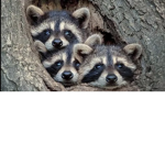 The racoon land