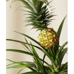 Pineapplex55