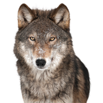 wolfhil_yt fan club