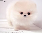 Snowball Pomeranian