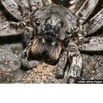 Ugly spider