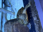 Turtle Jamie