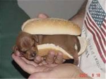 hot DOG bun