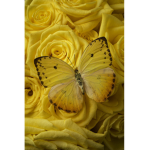 Butterfly SMP
