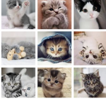Cute baby kittens