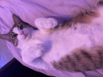 WE LUV CATS/DOGS!