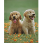 Puppy Fan Club Official