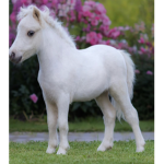 Horse people// equestrian group