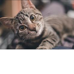 Catssssssss c atsssssssssssssssss cat
