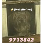 Molly Next Door