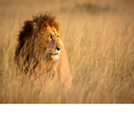 The Lionz Squad