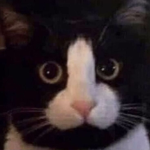 Neko People