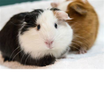 quine pig army