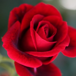Our roses :)