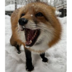 ~Foxy's~