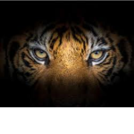 Tigers Stripes