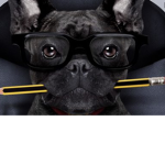 It de business pups