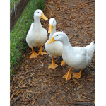 Dope ducks