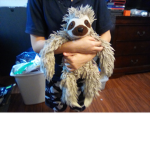 Sloths mega family of amazing