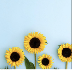 Sunflower piggy