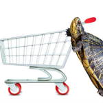 Shopping Turtles