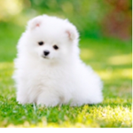 ~ Kiwi Puppy’s ~