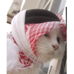 Islamic cats