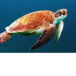 Save the sea turtles club