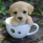 Teassssss