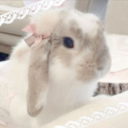 ⋆˚✿˖°