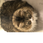 Fluffy Cult <3