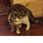 Lᴏᴄᴀʟʙᴀᴅᴅɪᴇ