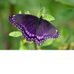 The Butterflys Love