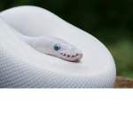Little Aesthetic Snakes <3